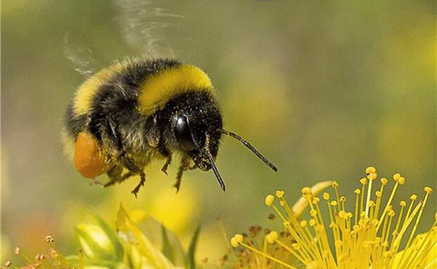 decouvrir-abeilles-sauvages-172756.jpg