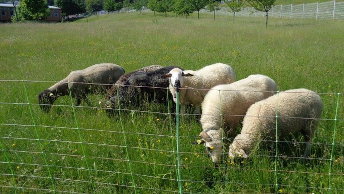 Arrivée des moutons 