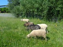 Galerie photo Arrivée des moutons en mai 2017